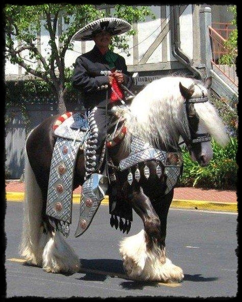 GHRA ALL ROUND CHAMPION OF CHAMPIONS - Gypsy Stallion At Stud